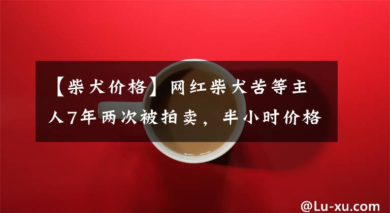 【柴犬价格】网红柴犬苦等主人7年两次被拍卖，半小时价格已喊到3.1万