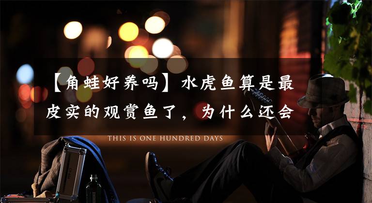 【角蛙好养吗】水虎鱼算是最皮实的观赏鱼了，为什么还会轻易养死，原因在哪里？