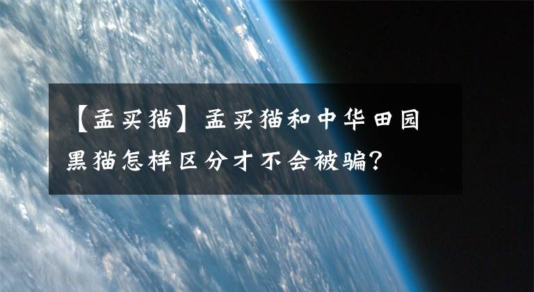 【孟买猫】孟买猫和中华田园黑猫怎样区分才不会被骗?