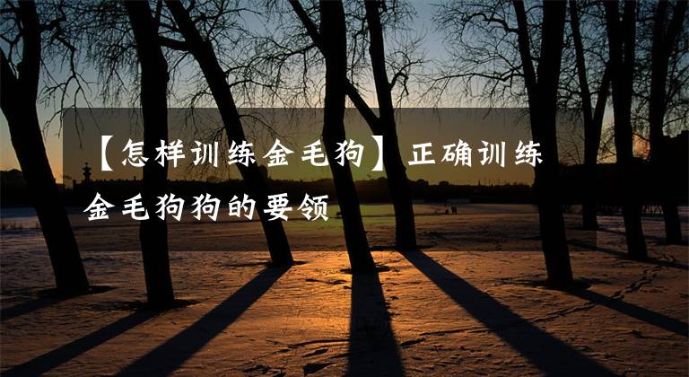 【怎样训练金毛狗】正确训练金毛狗狗的要领