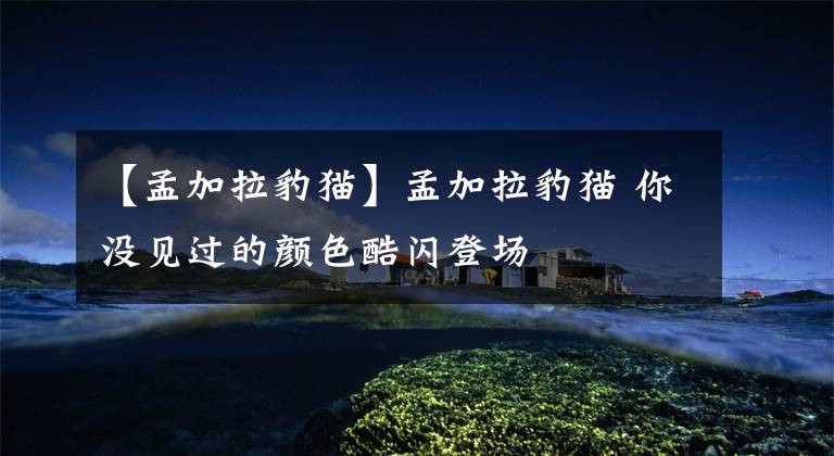 【孟加拉豹猫】孟加拉豹猫 你没见过的颜色酷闪登场