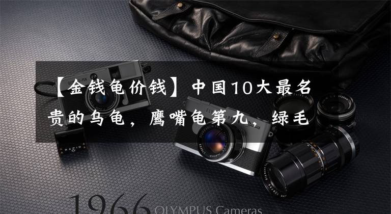 【金钱龟价钱】中国10大最名贵的乌龟，鹰嘴龟第九，绿毛龟榜首，你养了哪种？