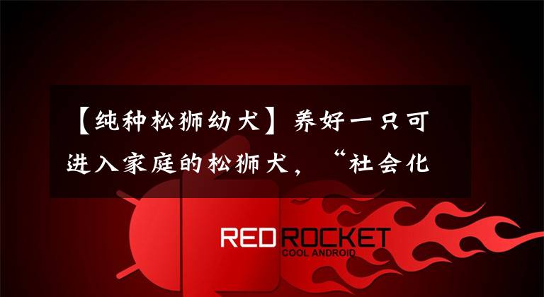 【纯种松狮幼犬】养好一只可进入家庭的松狮犬，“社会化”训练不能停！| 养护