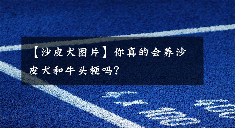 【沙皮犬图片】你真的会养沙皮犬和牛头梗吗?