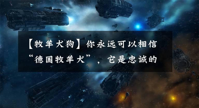 【牧羊犬狗】你永远可以相信“德国牧羊犬”,它是忠诚的代表