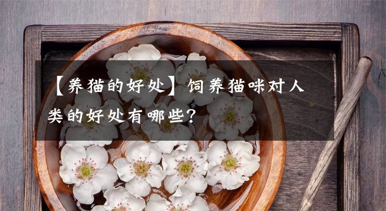 【养猫的好处】饲养猫咪对人类的好处有哪些？