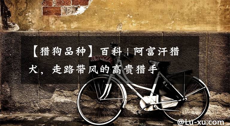 【猎狗品种】百科 | 阿富汗猎犬,走路带风的高贵猎手