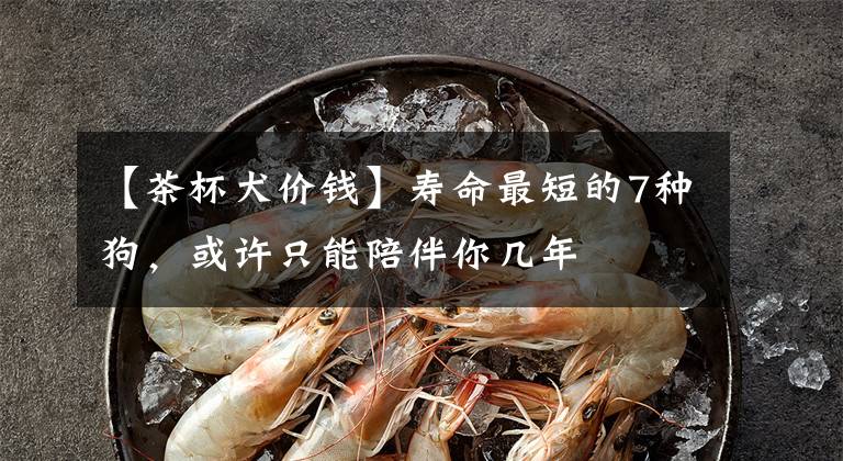 【茶杯犬价钱】寿命最短的7种狗，或许只能陪伴你几年