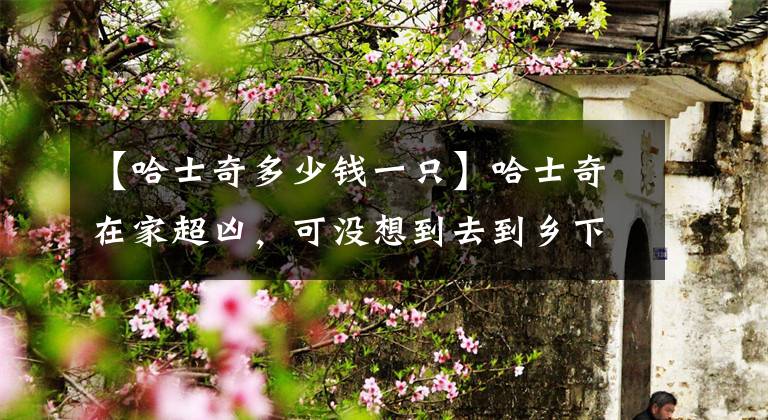 【哈士奇多少钱一只】哈士奇在家超凶,可没想到去到乡下后,居然怂成一只狗