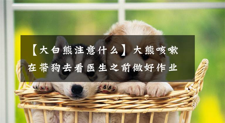 【大白熊注意什么】大熊咳嗽在带狗去看医生之前做好作业。