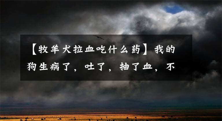 【牧羊犬拉血吃什么药】我的狗生病了,吐了,抽了血,不知道是不是很小?简单的治疗又活蹦乱跳了。