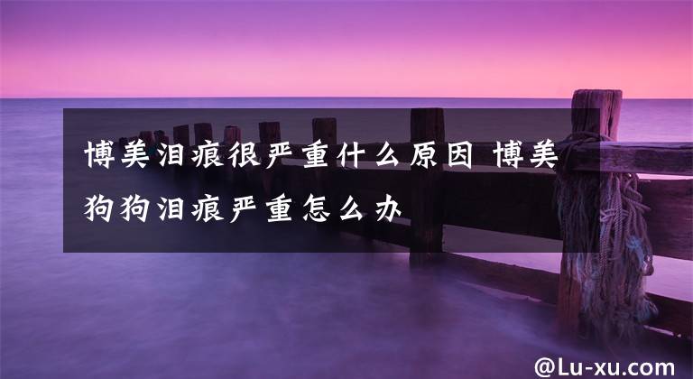 博美泪痕很严重什么原因 博美狗狗泪痕严重怎么办