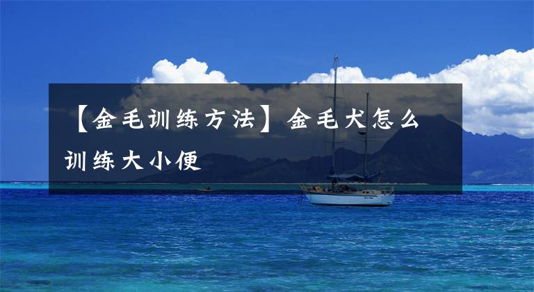 【金毛训练方法】金毛犬怎么训练大小便