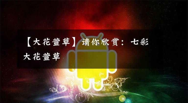 【大花萱草】请你欣赏：七彩大花萱草