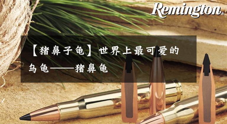 【猪鼻子龟】世界上最可爱的乌龟——猪鼻龟