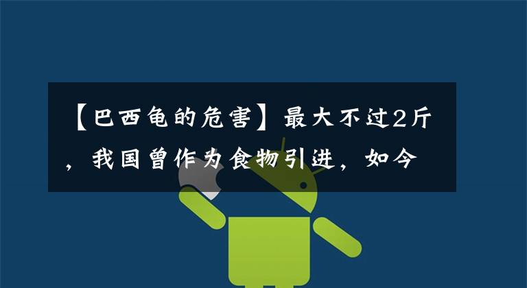 【巴西龟的危害】最大不过2斤,我国曾作为食物引进,如今却成最危险的物种之一