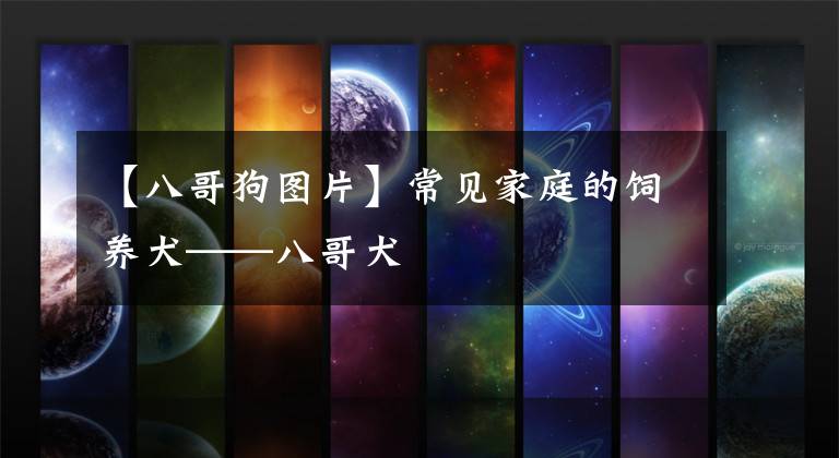 【八哥狗图片】常见家庭的饲养犬——八哥犬