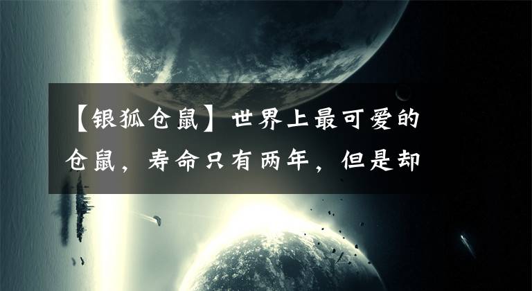【银狐仓鼠】世界上最可爱的仓鼠，寿命只有两年，但是却是很理想的宠物