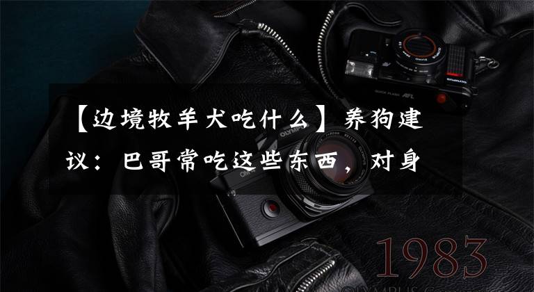 【边境牧羊犬吃什么】养狗建议:巴哥常吃这些东西,对身体有好处