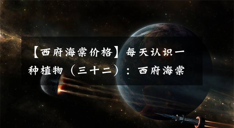 【西府海棠价格】每天认识一种植物（三十二）：西府海棠——花中“神仙”