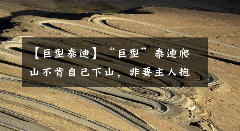 【巨型泰迪】“巨型”泰迪爬山不肯自己下山,非要主人抱抱,铲屎官:累成狗