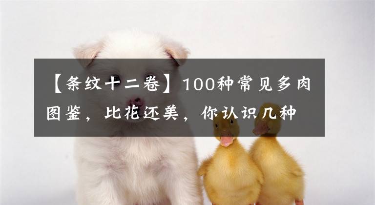 【条纹十二卷】100种常见多肉图鉴，比花还美，你认识几种？