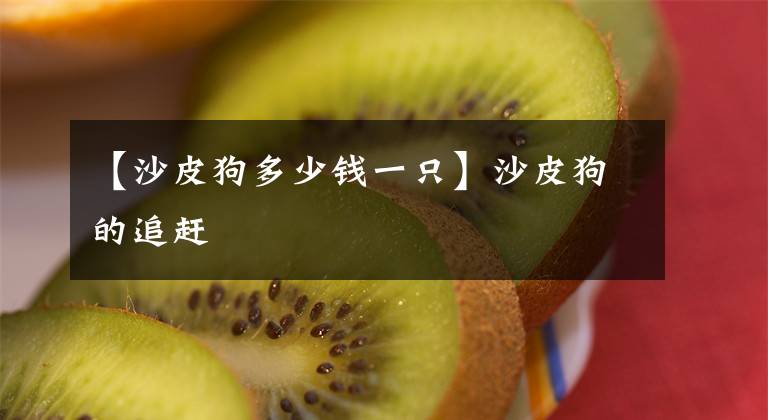 【沙皮狗多少钱一只】沙皮狗的追赶