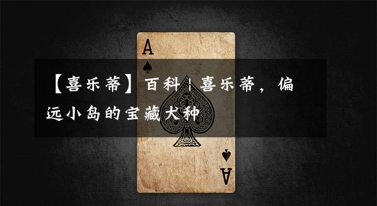 【喜乐蒂】百科 | 喜乐蒂,偏远小岛的宝藏犬种