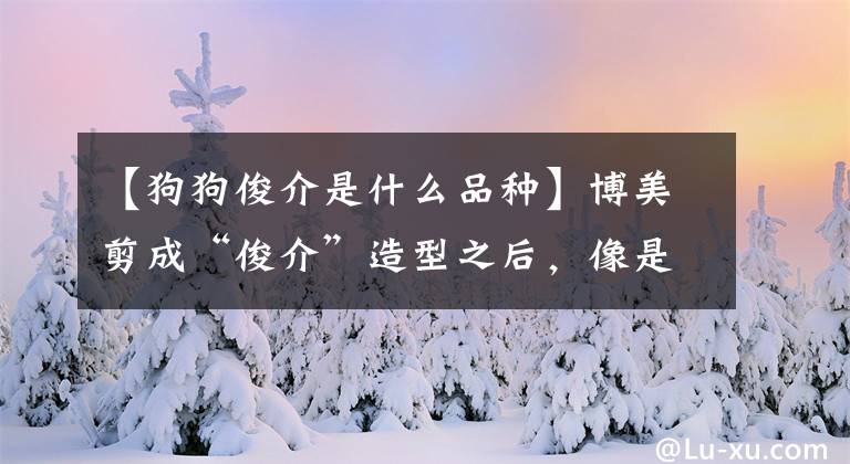 【狗狗俊介是什么品种】博美剪成“俊介”造型之后，像是换了一条狗狗！瞬间萌翻成网红！