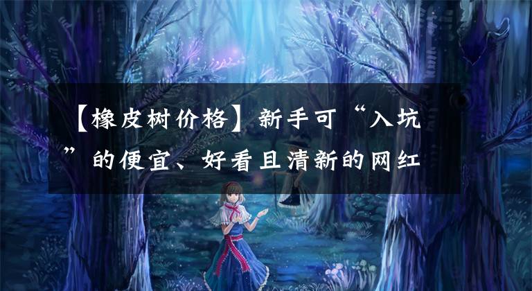 【橡皮树价格】新手可“入坑”的便宜、好看且清新的网红植物，详细养护指南附上