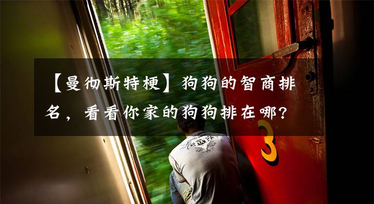 【曼彻斯特梗】狗狗的智商排名，看看你家的狗狗排在哪?