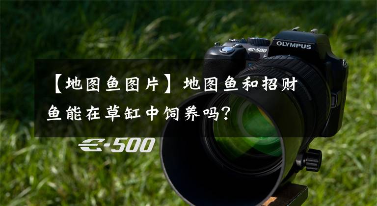 【地图鱼图片】地图鱼和招财鱼能在草缸中饲养吗？