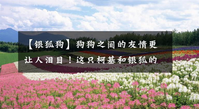 【银狐狗】狗狗之间的友情更让人泪目!这只柯基和银狐的相处日常实在太治愈了