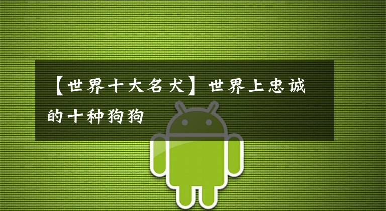 【世界十大名犬】世界上忠诚的十种狗狗