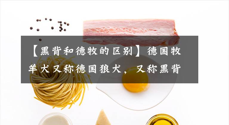 【黑背和德牧的区别】德国牧羊犬又称德国狼犬，又称黑背，俗称大狼狗