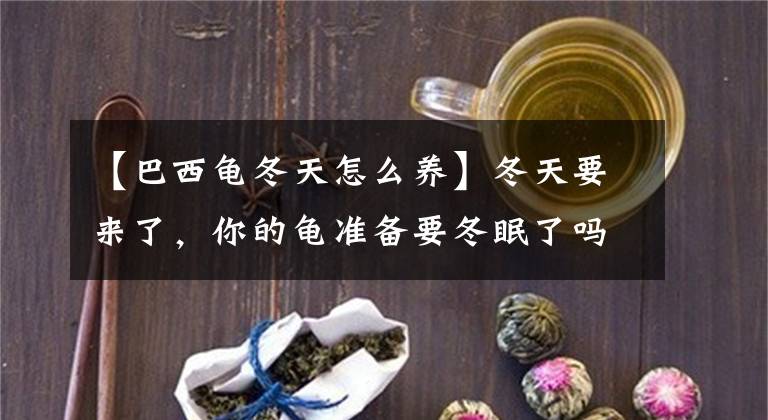 【巴西龟冬天怎么养】冬天要来了，你的龟准备要冬眠了吗？