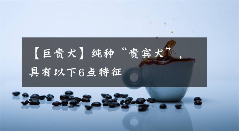 【巨贵犬】纯种“贵宾犬”，具有以下6点特征