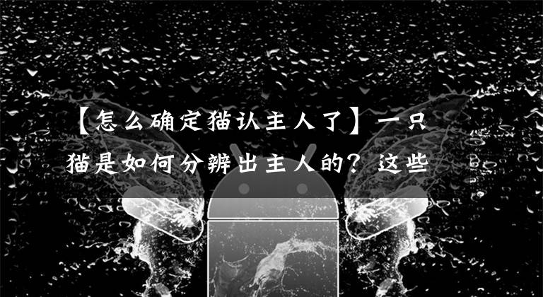 【怎么确定猫认主人了】一只猫是如何分辨出主人的?这些方式一般人猜不到