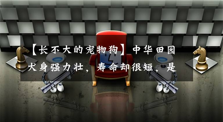 【长不大的宠物狗】中华田园犬身强力壮，寿命却很短，是因为5个原因导致的
