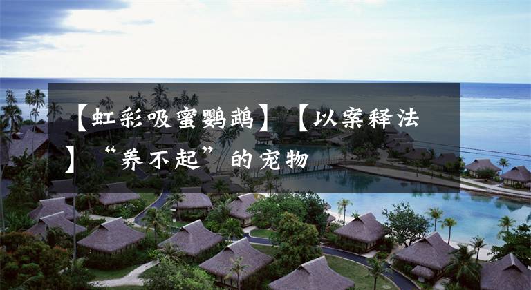 【虹彩吸蜜鹦鹉】【以案释法】“养不起”的宠物