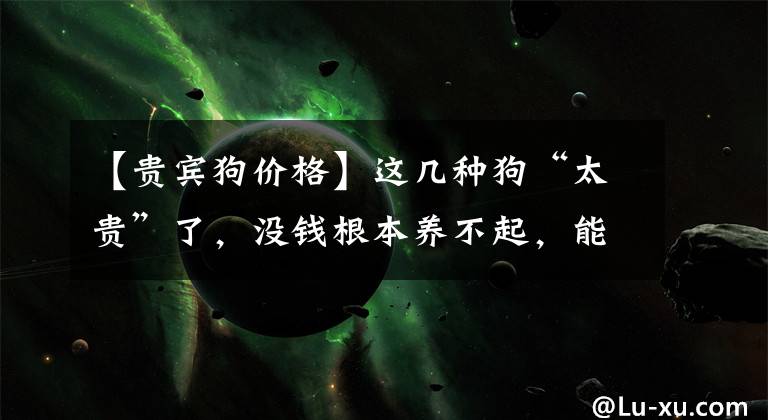 【贵宾狗价格】这几种狗“太贵”了,没钱根本养不起,能养的都不是普通人