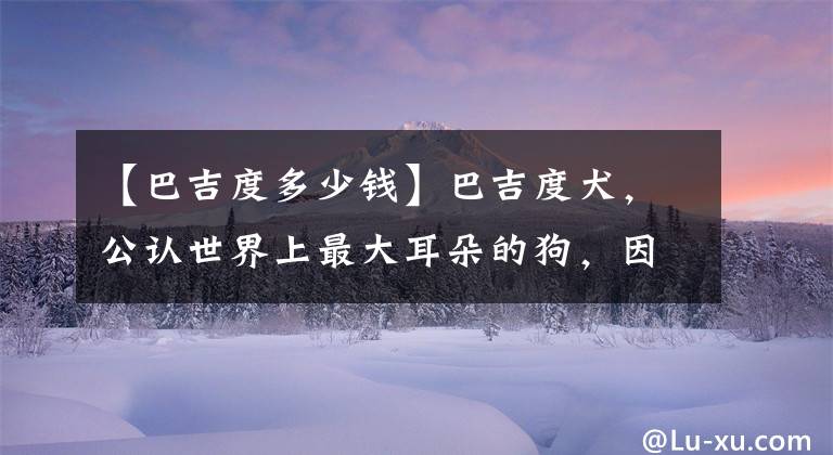 【巴吉度多少钱】巴吉度犬，公认世界上最大耳朵的狗，因忧伤的面部表情而闻名于世