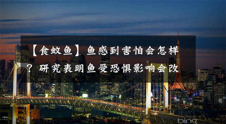 【食蚊鱼】鱼感到害怕会怎样?研究表明鱼受恐惧影响会改变行为