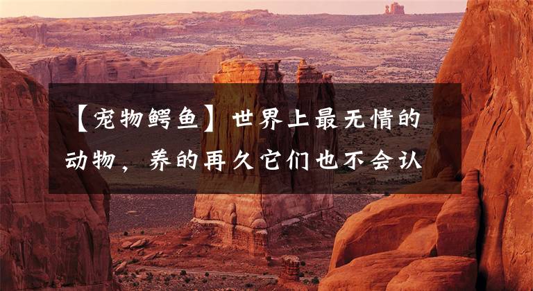 【宠物鳄鱼】世界上最无情的动物,养的再久它们也不会认主人,还是保护动物
