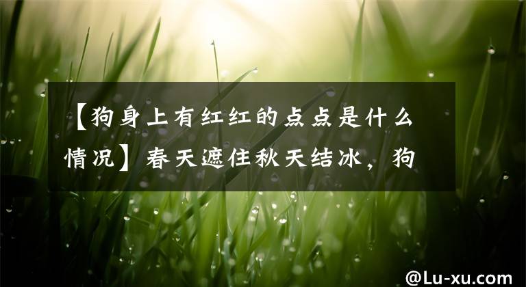 【狗身上有红红的点点是什么情况】春天遮住秋天结冰，狗也一样！春天要注意预防感冒