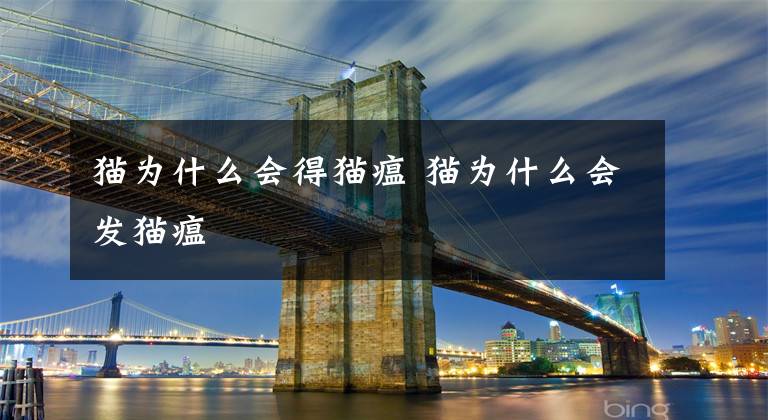 猫为什么会得猫瘟 猫为什么会发猫瘟