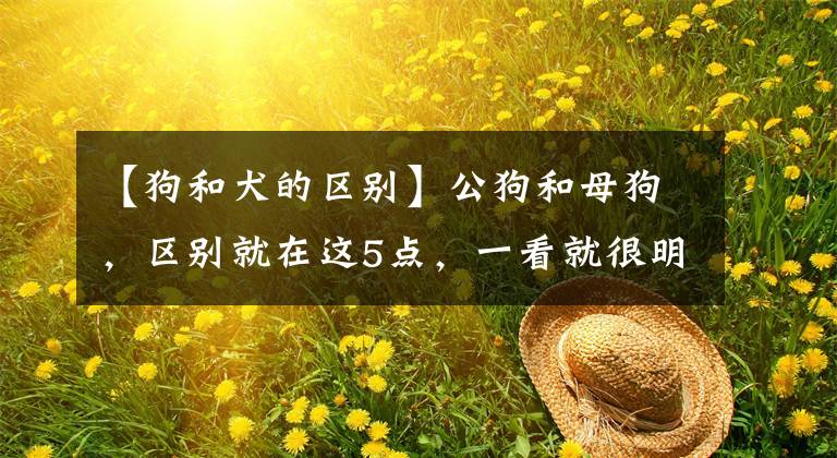 【狗和犬的区别】公狗和母狗，区别就在这5点，一看就很明显