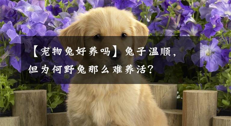 【宠物兔好养吗】兔子温顺，但为何野兔那么难养活？