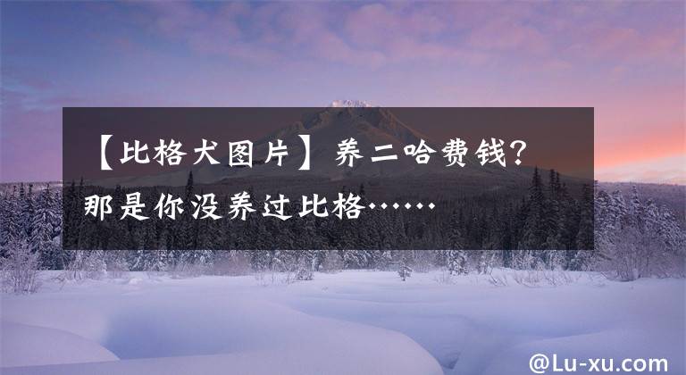【比格犬图片】养二哈费钱？那是你没养过比格……
