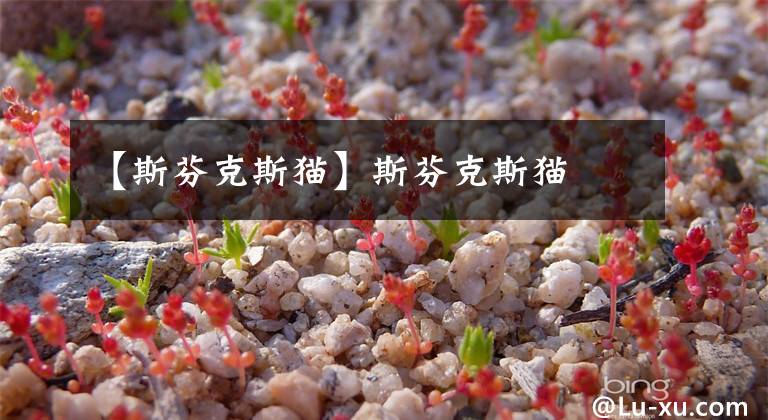 【斯芬克斯猫】斯芬克斯猫